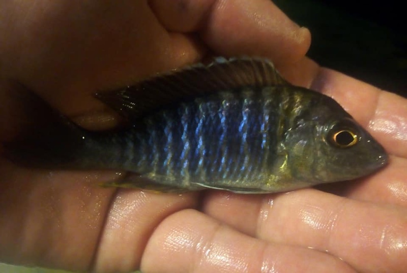 Aulonocara sp. 'yellow collar' Masasa Reef